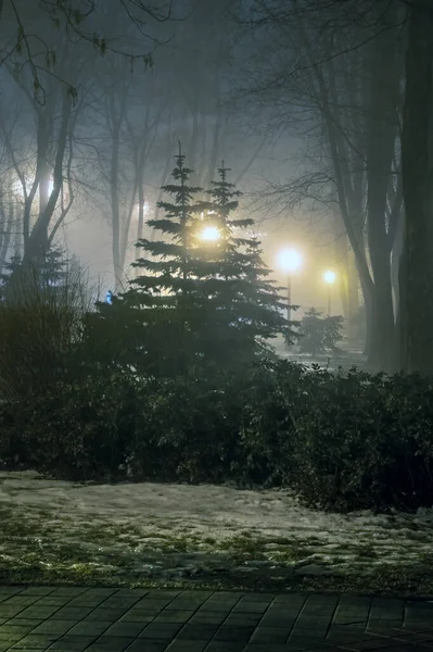 雷鳥の間の街灯の光によって夜の都市公園の霧 — ストック写真