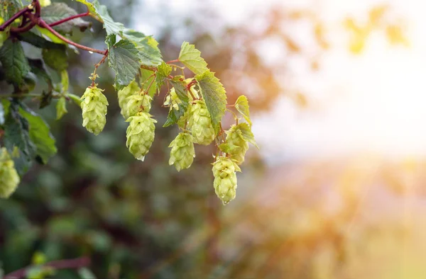 Grön Färsk Humle Kottar För Att Göra Och Bröd Närbild — Stockfoto