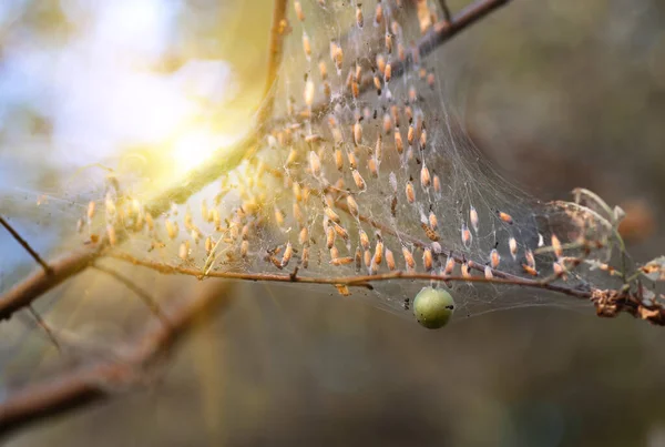 Kolonie Larvy Můry Detailně Pavučině Větvích Stromu Můry Larvy Housenky — Stock fotografie