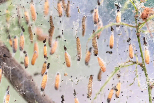 Colônia Larvas Traça Fecham Teia Nos Ramos Uma Árvore Larvas — Fotografia de Stock