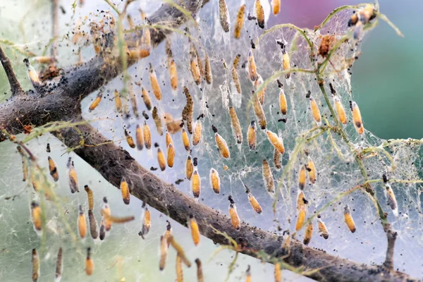 Colônia Larvas Traça Fecham Teia Nos Ramos Uma Árvore Larvas — Fotografia de Stock