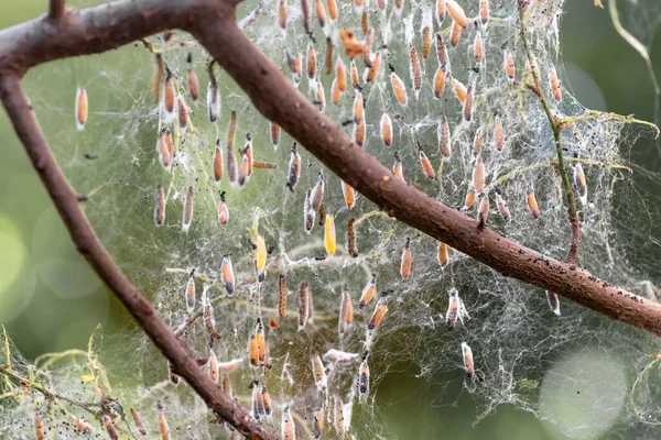 Colony Moth Larvae Closeup Web Branches Tree Moths Larvae Caterpillars — Stock Photo, Image