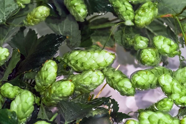 Grüne Hopfenzapfen Wasser Zur Herstellung Von Bier Und Brot Nahaufnahme — Stockfoto