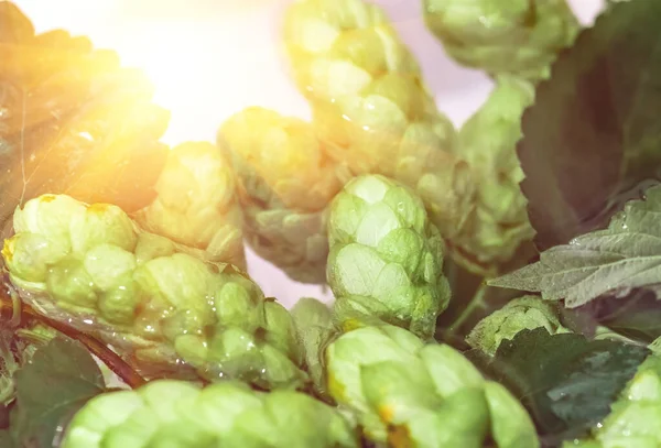 Green Fresh Hop Cones Water Making Beer Bread Closeup Agricultural — Stock Photo, Image