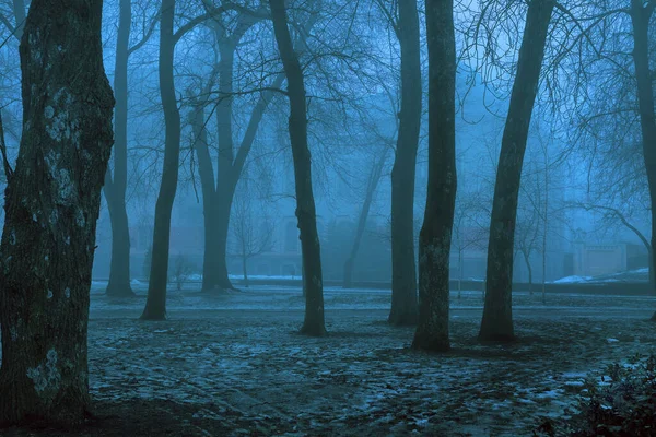 Trees in the fog on an early autumn morning. Trees, fog in the park. Fog in the forest. Autumn gloomy background.