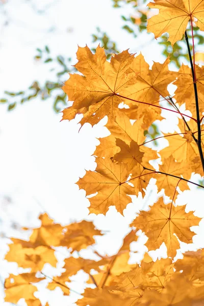 Желтые Кленовые Листья Крупным Планом Осенний Фон Природы — стоковое фото