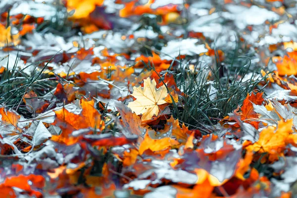 Красочные Осенние Кленовые Листья Крупным Планом Осенний Естественный Фон — стоковое фото