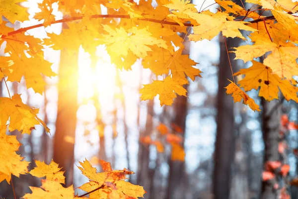 Feuilles Érable Colorées Gros Plan Sur Fond Arbres Dans Une — Photo