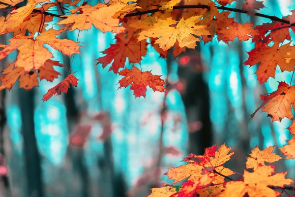 Красочные Кленовые Листья Крупным Планом Фоне Деревьев Осеннем Лесу Желтые — стоковое фото