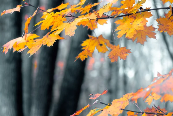 Красочные Кленовые Листья Крупным Планом Фоне Деревьев Осеннем Лесу Желтые — стоковое фото
