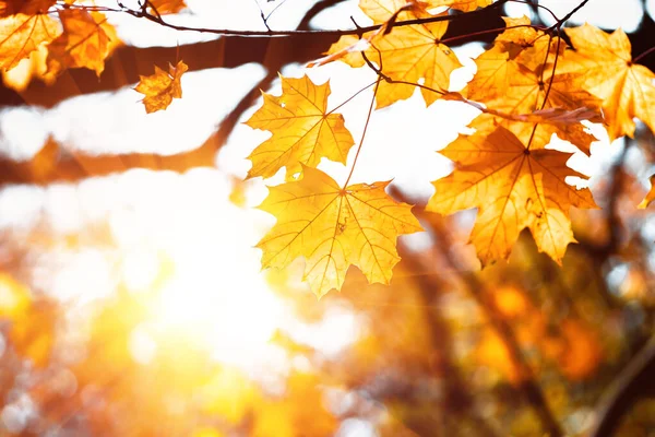 Feuilles Érable Colorées Gros Plan Sur Fond Arbres Dans Une — Photo