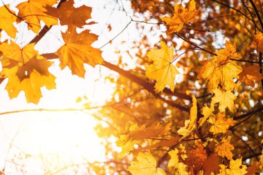 Renkli akçaağaç yaprakları sonbahar ormanlarındaki ağaçların arka planında, sarı akçaağaç yaprakları, doğanın arka planı.