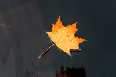 Sarı akçaağaç yaprağı, sonbahar arka planında, karanlık sularda yüzer.