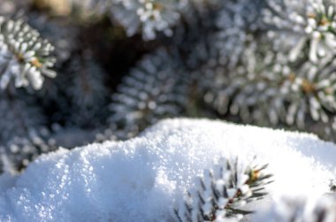 Karda köknar dalları. Noel ve Yeni Yıl kış geçmişi. Tebrik kartı