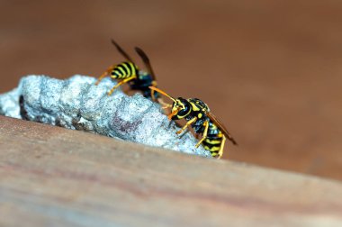 Eşek arıları yuva yapar. Yuvada oturan bir eşekarısı ailesinin yakın çekimi. Doğa arkaplanı