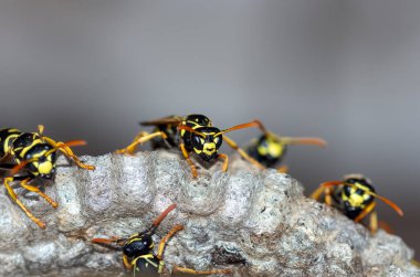 Eşek arıları yuva yapar. Yuvada oturan bir eşekarısı ailesinin yakın çekimi. Doğa arkaplanı