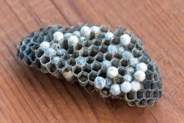 Larvalı eşek arısı yuvası, bal peteği eşekarısı, yakın plan, doğal arka plan.