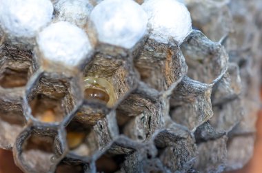 Larvalı eşek arısı yuvası, bal peteği eşekarısı, yakın plan, doğal arka plan.