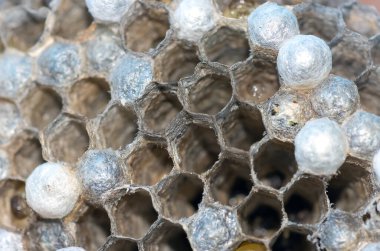 Larvalı eşek arısı yuvası, bal peteği eşekarısı, yakın plan, doğal arka plan.