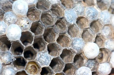 Larvalı eşek arısı yuvası, bal peteği eşekarısı, yakın plan, doğal arka plan.