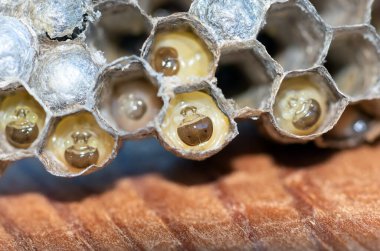 Larvalı eşek arısı yuvası, bal peteği eşekarısı, yakın plan, doğal arka plan.