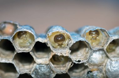 Larvalı eşek arısı yuvası, bal peteği eşekarısı, yakın plan, doğal arka plan.