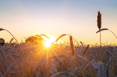 Gün batımında bir buğday tarlasında kulaklar büyük bir ağacın arka planına karşı hasat olgunlaştığında