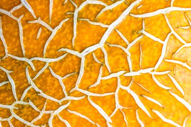 Olgun kavun kabuğu, olgunlaşmış kavun kabuğu, soyut arka plan..