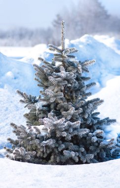 xmas ağacı, kardaki köknar ağacı ve buzullar, yakın plan, Noel arkaplanı