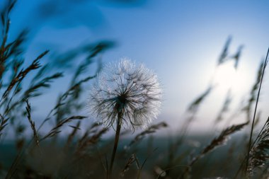 Karahindiba çimlere yakın, ay ve gökyüzüne karşı gece boyunca, meditasyon amaçlı zen yaz arkaplanı