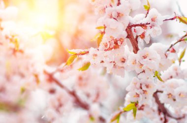 Baharda beklenmedik bir şekilde son kar yağdığında kayısı ağacı çiçekleri. İlkbaharda karda çiçekler.