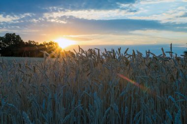 Gün batımında bir buğday tarlasında kulaklar, güneş ışınları buğday başaklarından geçer hasat olgunlaştığında, buğday kapandığında.