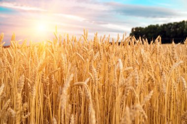 Gün batımında bir buğday tarlasında kulaklar, güneş ışınları buğday başaklarından geçer hasat olgunlaştığında, buğday kapandığında.