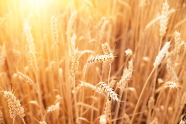 Altın buğday kulakları yakın plan. Buğday tarlası. Güzel buğday kulakları arka plan