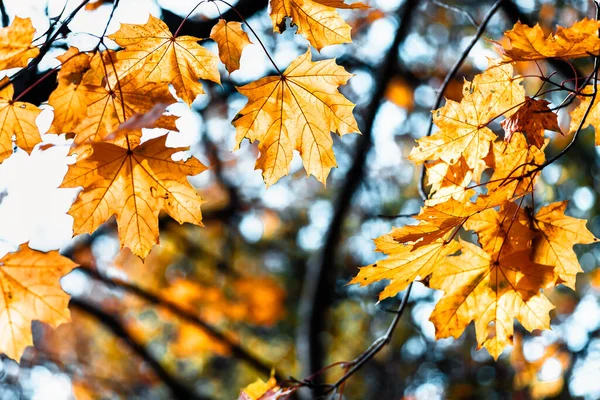 Kolorowe Liście Klonu Zbliżenie Tle Drzew Jesiennym Lesie Żółte Liście — Zdjęcie stockowe