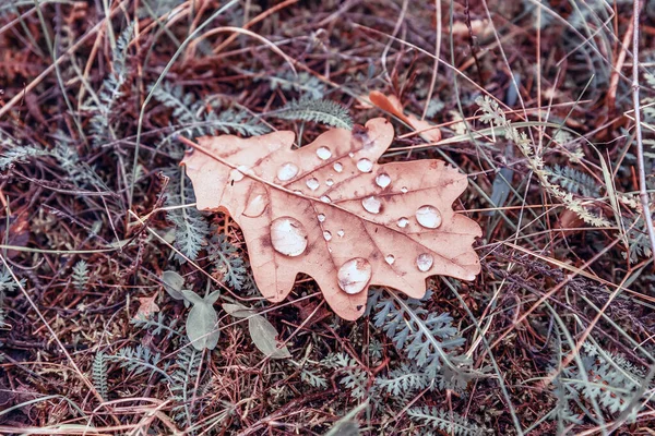 Сухой Дубовый Лист Покрыт Капельками Воды Осенний Фон — стоковое фото