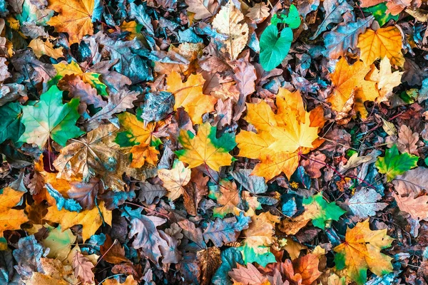 Barevné Podzimní Javorové Listy Detailní Podzim Přírodní Pozadí — Stock fotografie