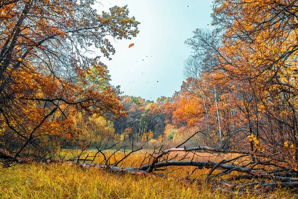 Aburrida Escena Otoñal Colorida Bosque Con Árbol Seco Caído Hojas — Foto de Stock