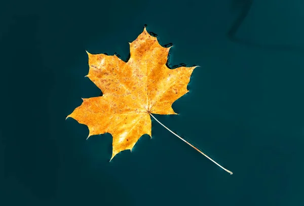 Žlutý Javorový List Plave Tmavé Vodě Podzimní Pozadí — Stock fotografie
