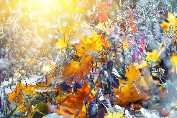 Bunte Herbst Ahorn Blätter Nahaufnahme Herbst Natürlichen Hintergrund — Stockfoto