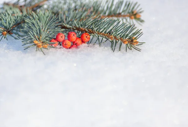 Bayas Rojas Rama Abeto Nieve Feliz Navidad Feliz Año Nuevo — Foto de Stock