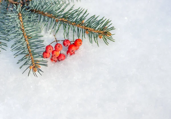 Bayas Rojas Rama Abeto Nieve Feliz Navidad Feliz Año Nuevo — Foto de Stock