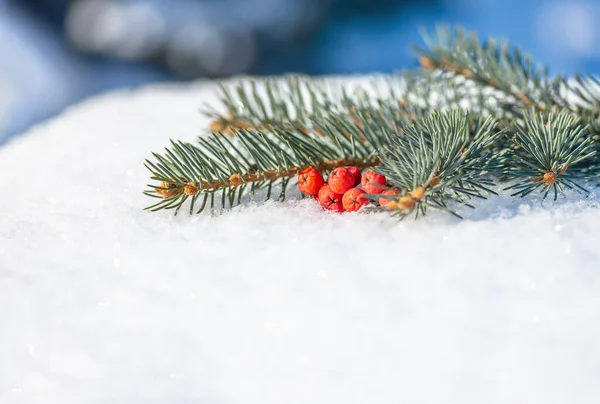 Bayas Rojas Rama Abeto Nieve Feliz Navidad Feliz Año Nuevo — Foto de Stock