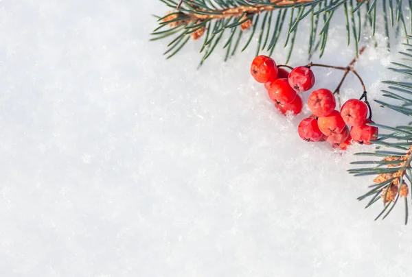 Bayas Rojas Rama Abeto Nieve Feliz Navidad Feliz Año Nuevo — Foto de Stock