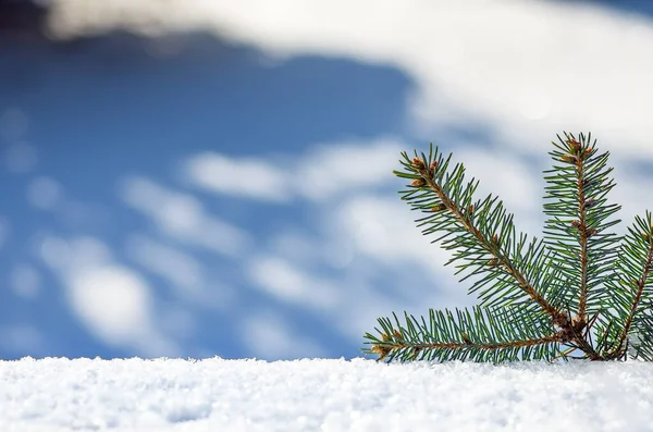 Twigs of fir tree in the snow with copy space.. Christmas and New Year winter background. Greeting card