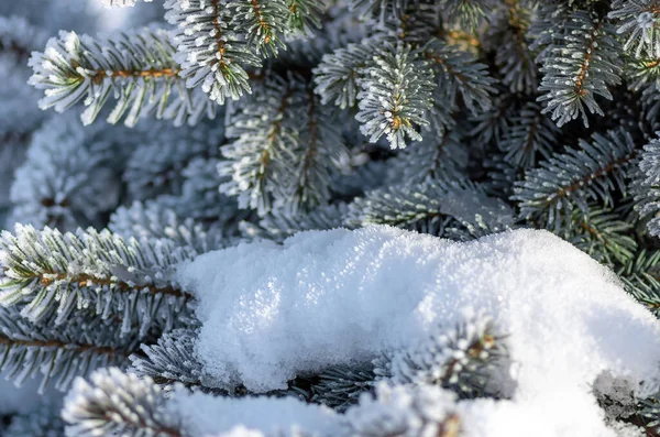 Ramitas Abeto Nieve Navidad Año Nuevo Fondo Invierno Tarjeta Felicitación — Foto de Stock