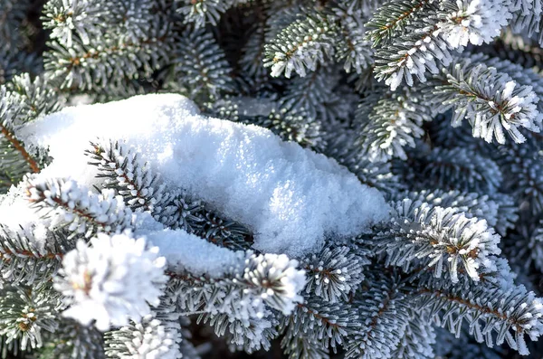 Tannenzweige Schnee Weihnachten Und Neujahr Winter Hintergrund Grußkarte — Stockfoto