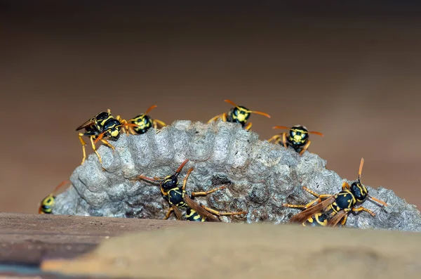 Σφήκες Χτίζουν Φωλιά Κοντινό Πλάνο Μιας Οικογένειας Σφήκας Που Κάθεται — Φωτογραφία Αρχείου