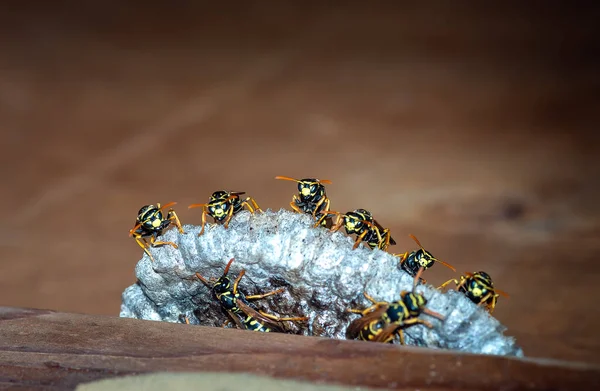 Wasps Build Nest Closeup Wasp Family Sitting Nest Nature Background — Stock Photo, Image