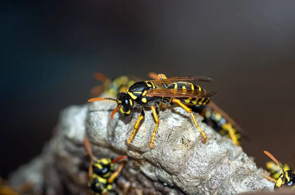 Wasps build a nest. Closeup of a wasp family sitting on a nest. Nature background